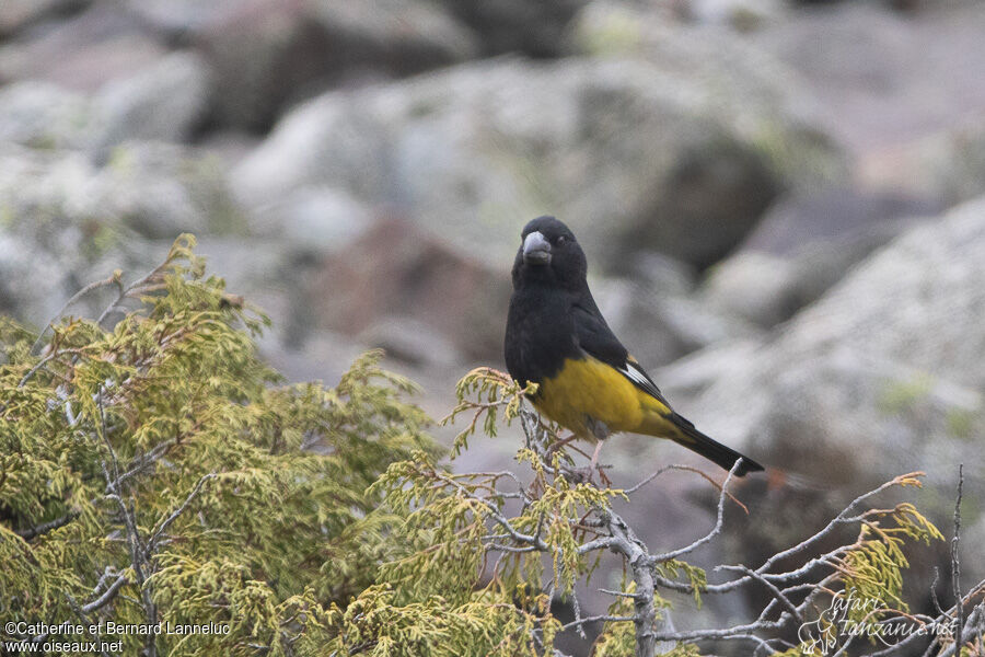 White-winged Grosbeak male adult