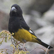 White-winged Grosbeak