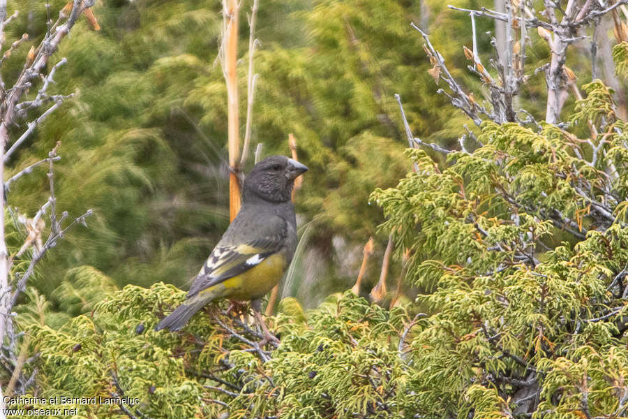 Gros-bec à ailes blanches femelle adulte, identification