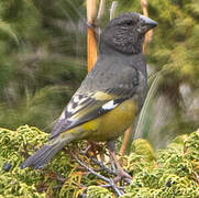 White-winged Grosbeak