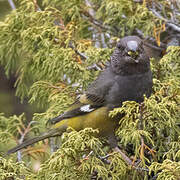 White-winged Grosbeak