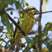 Spot-winged Grosbeak