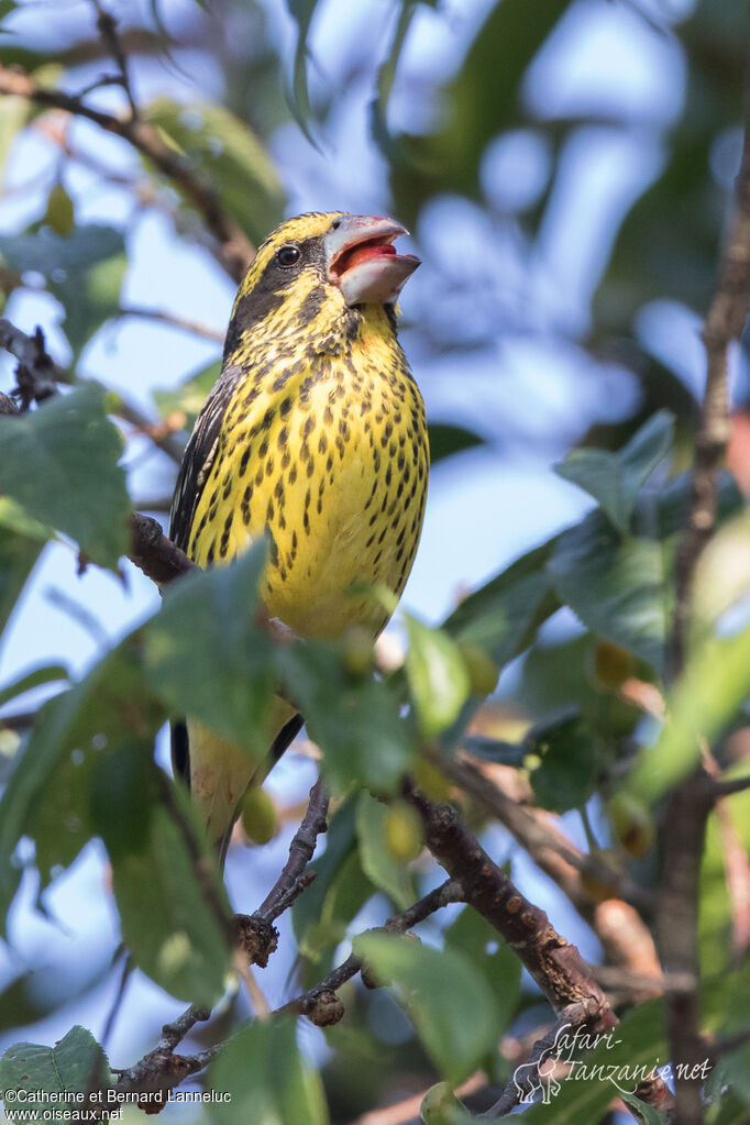 Gros-bec à ailes tachetées femelle adulte, régime, mange