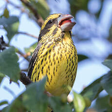 Gros-bec à ailes tachetées