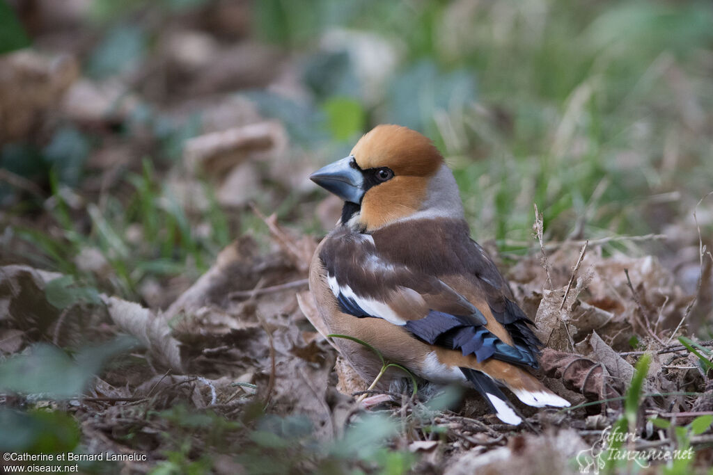 Hawfinch male adult