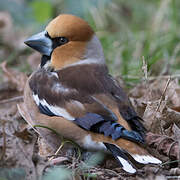 Hawfinch