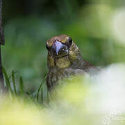 Hawfinch