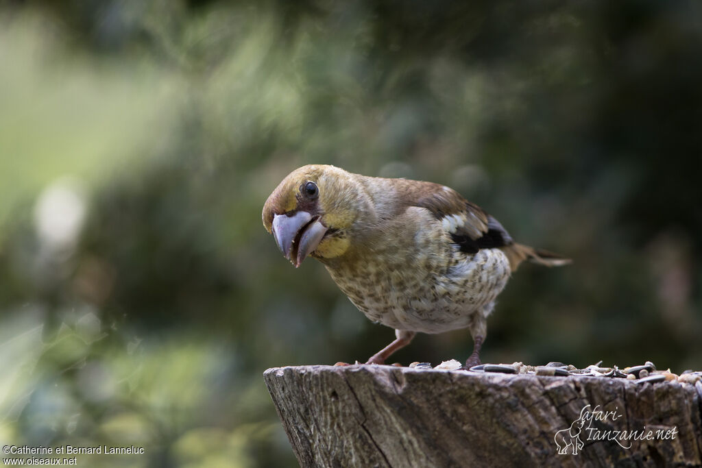 Hawfinchjuvenile, eats