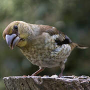 Hawfinch