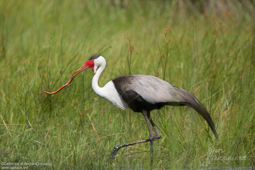 Grue caronculéeadulte, régime, pêche/chasse