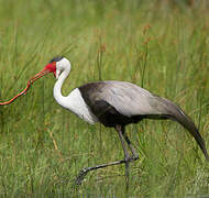 Wattled Crane