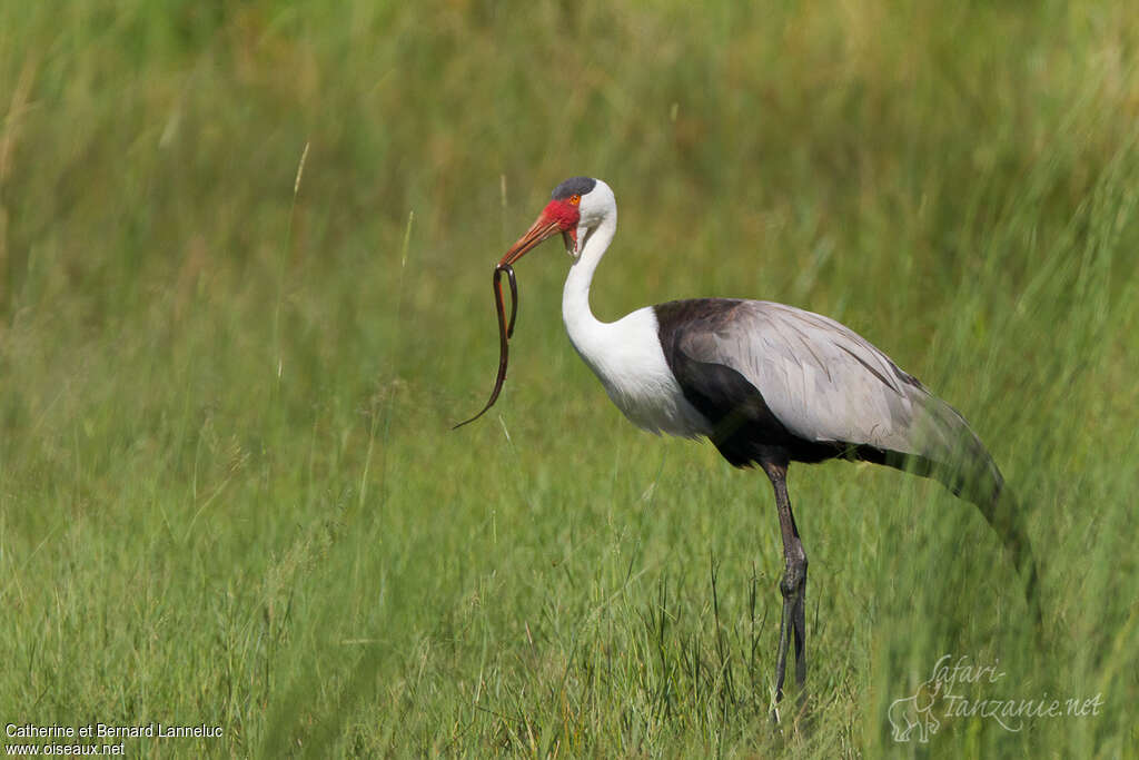 Grue caronculéeadulte, identification