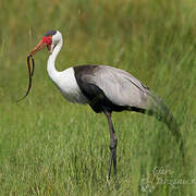 Wattled Crane