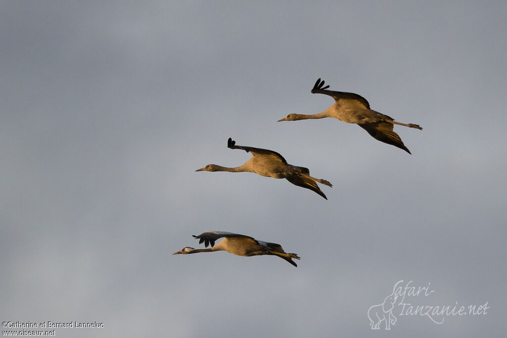 Common Crane, Flight