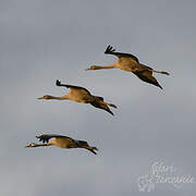 Common Crane