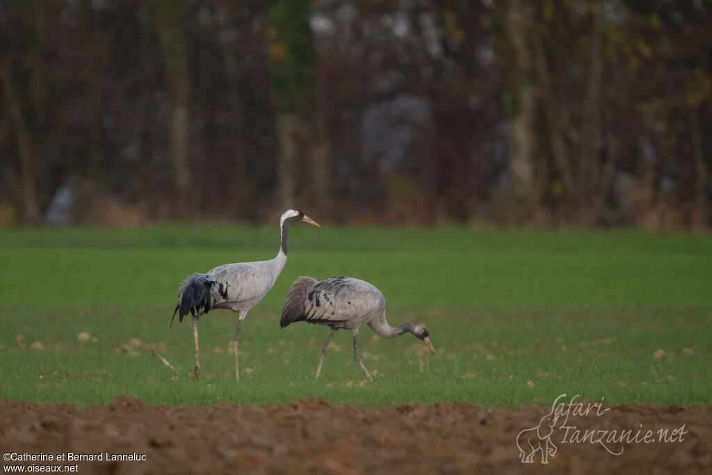 Common Crane