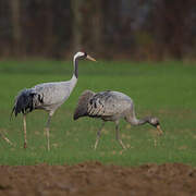 Common Crane