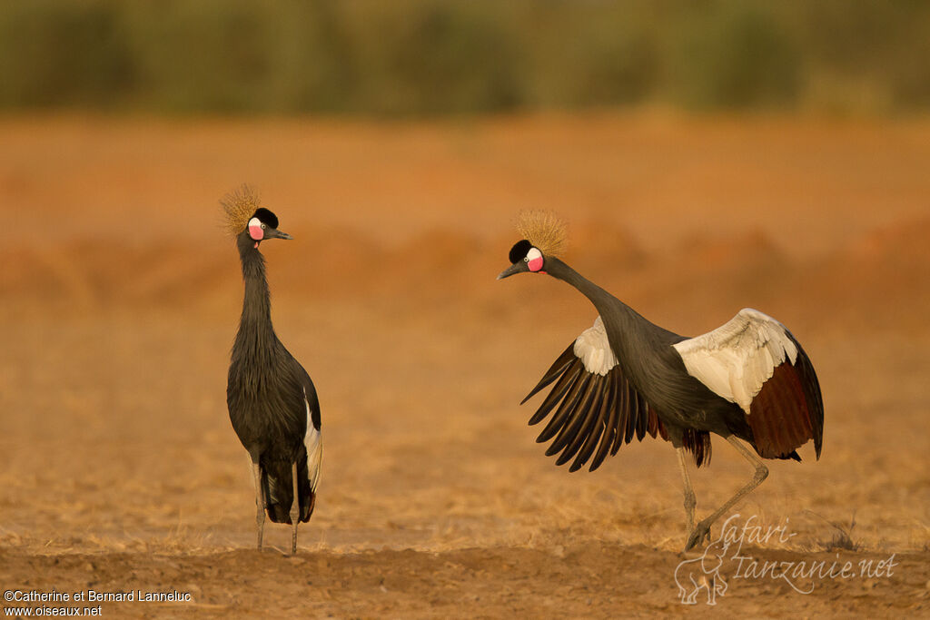 Black Crowned Craneadult, courting display