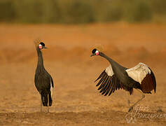 Black Crowned Crane