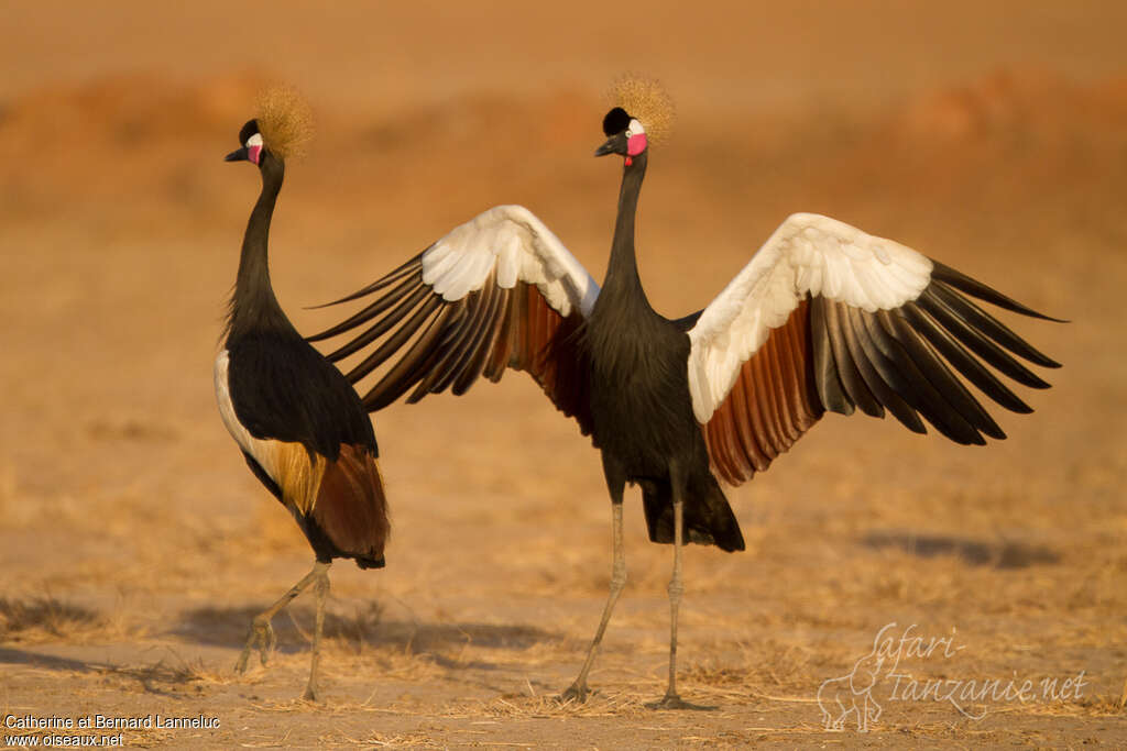 Black Crowned Craneadult, courting display