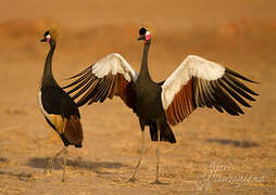 Black Crowned Crane