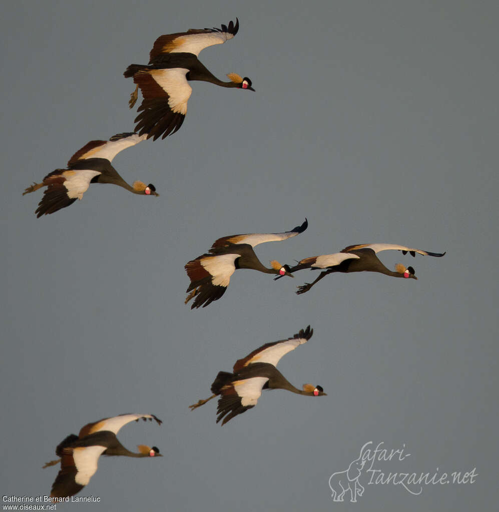 Black Crowned Craneadult, Flight