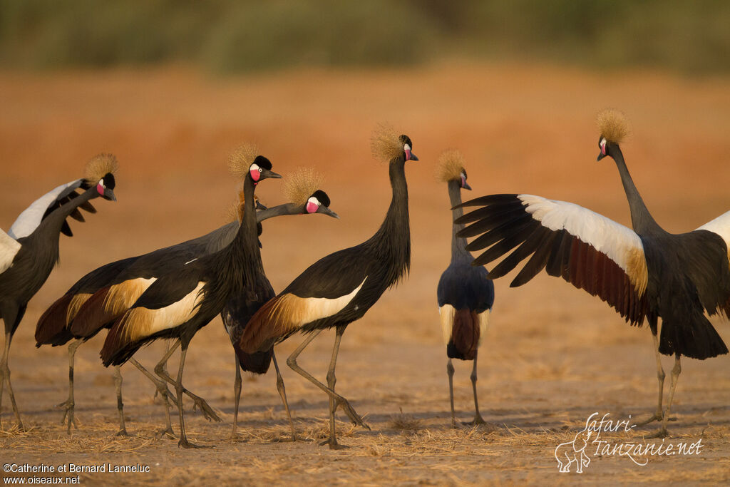 Black Crowned Craneadult