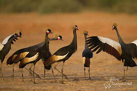 Black Crowned Crane