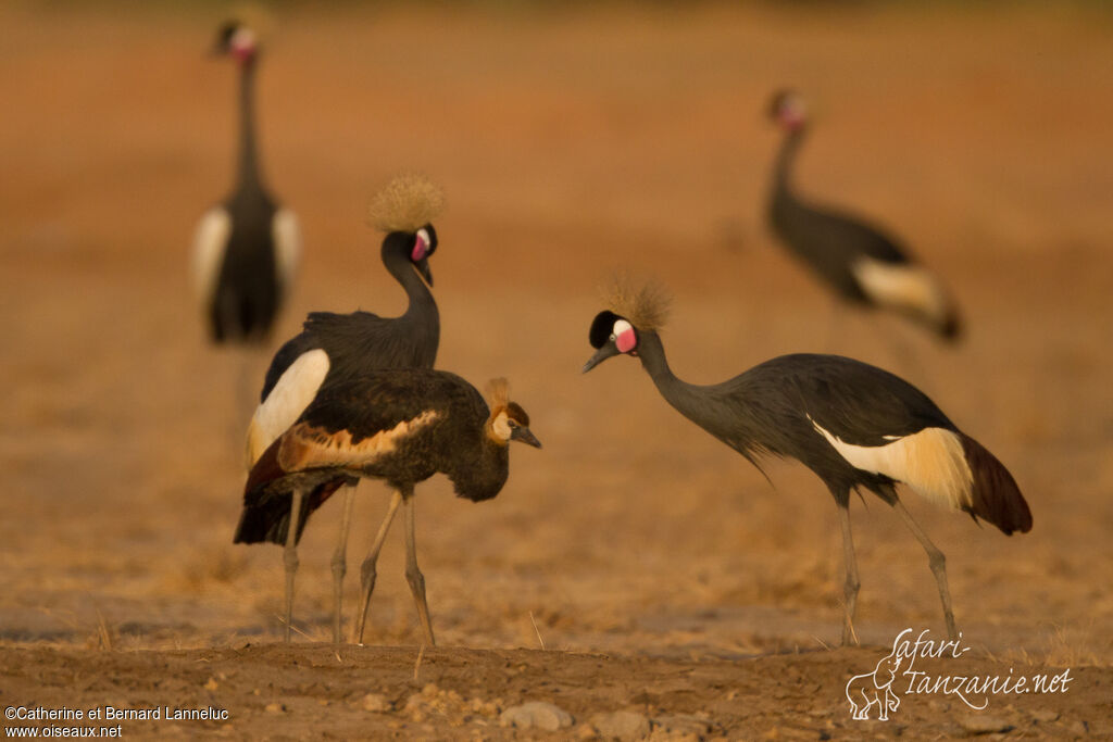 Black Crowned Crane