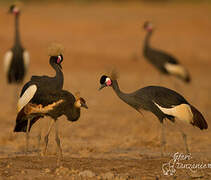 Black Crowned Crane