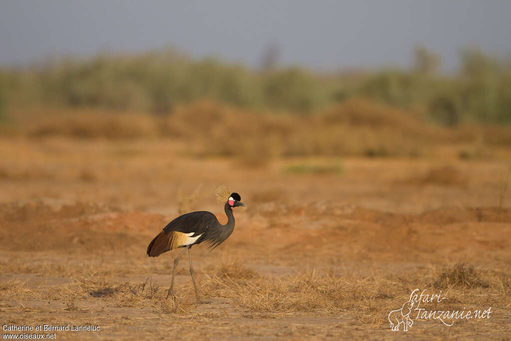 Black Crowned Craneadult, habitat