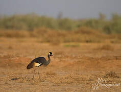 Black Crowned Crane