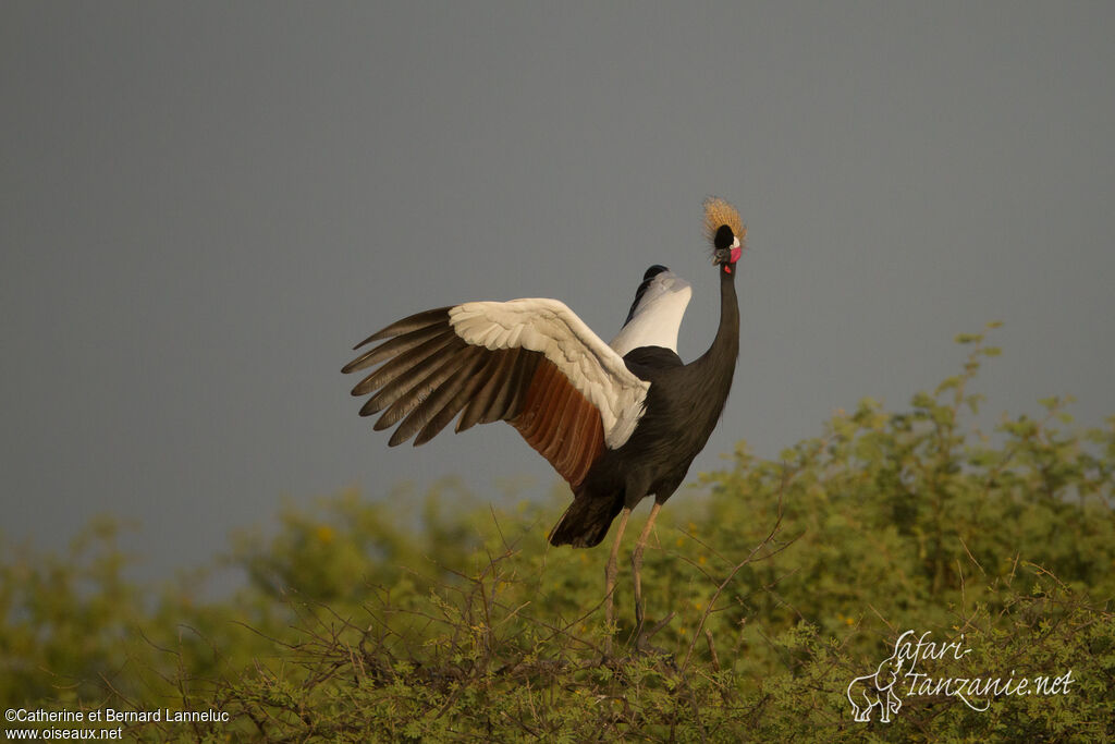 Black Crowned Craneadult, Behaviour