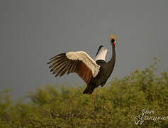 Black Crowned Crane