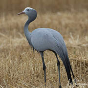 Blue Crane