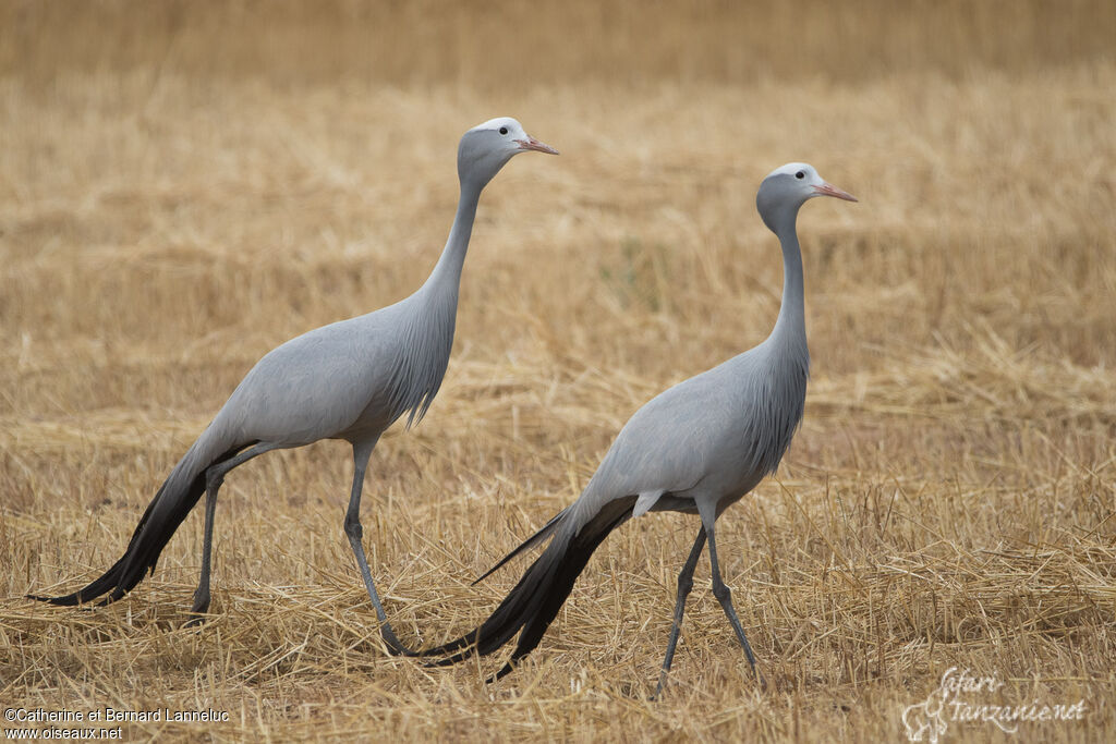 Blue Craneadult