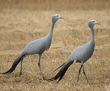 Blue Crane