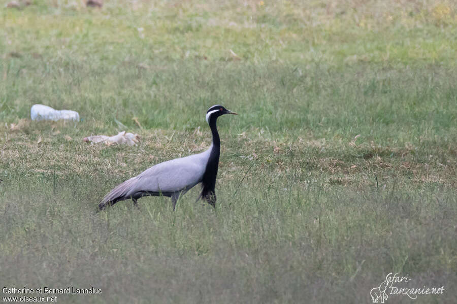 Grue demoiselleadulte nuptial, habitat