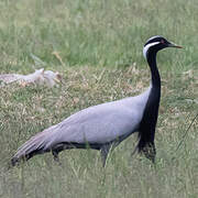 Demoiselle Crane