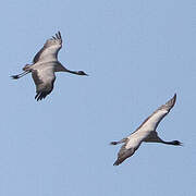 Demoiselle Crane