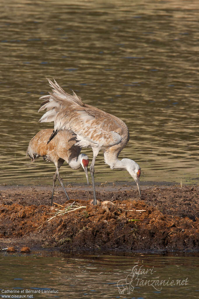 Sandhill Craneadult, eats, Reproduction-nesting