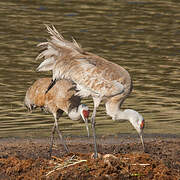 Sandhill Crane