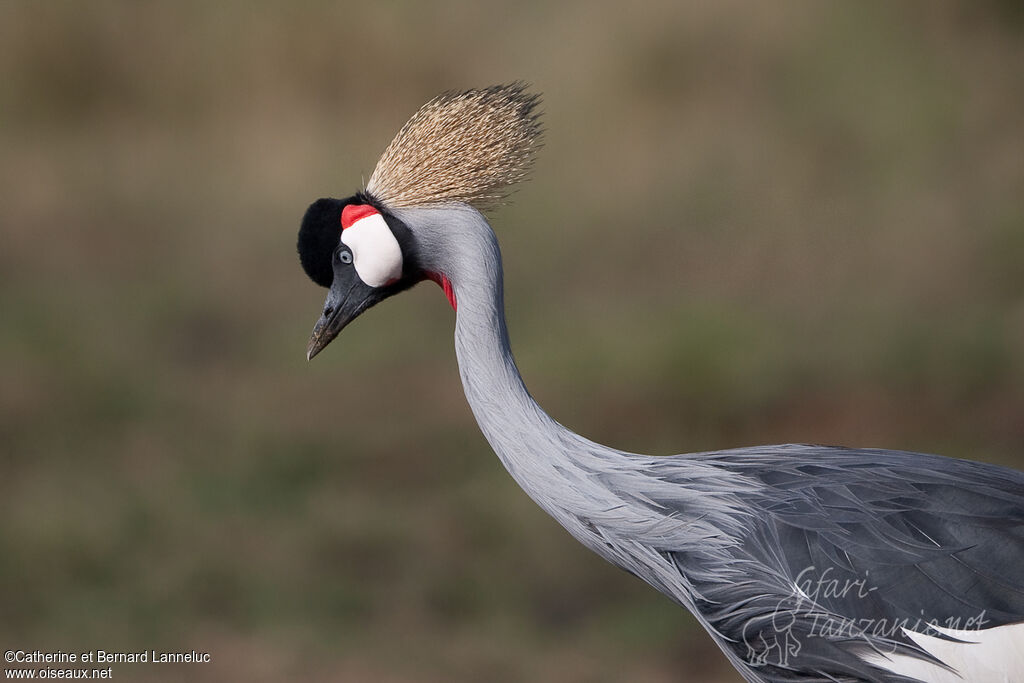 Grey Crowned Crane