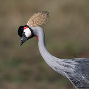 Grey Crowned Crane