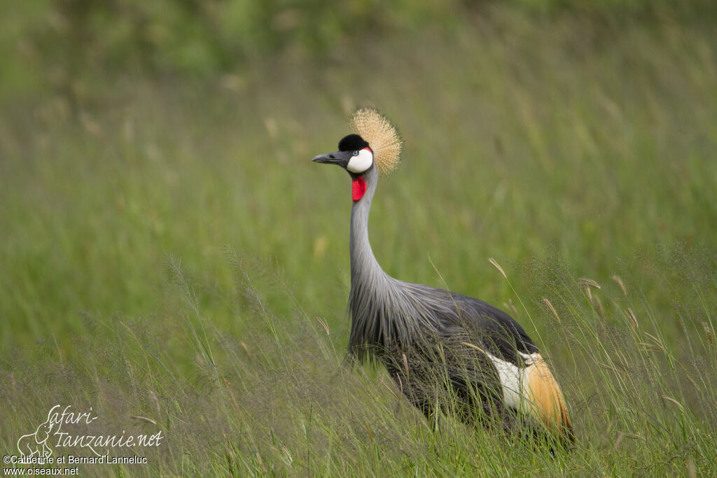 Grey Crowned Craneadult, identification