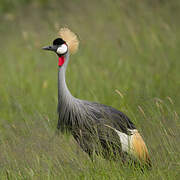 Grey Crowned Crane