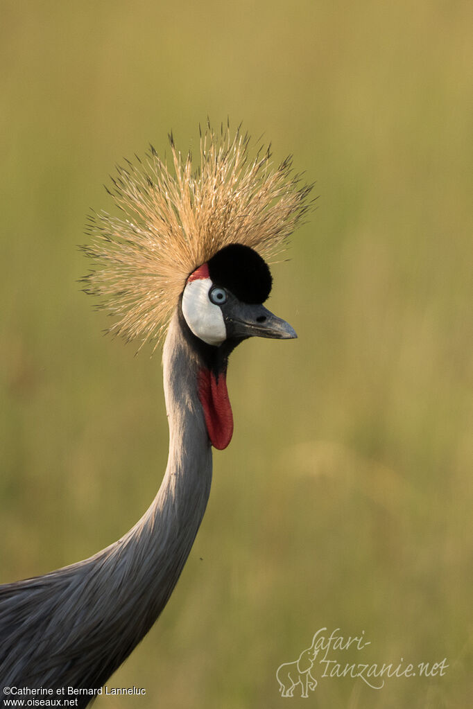 Grey Crowned Craneadult, close-up portrait