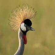 Grey Crowned Crane