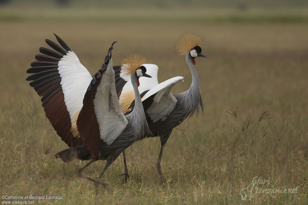 Grey Crowned Craneadult, courting display