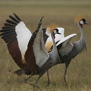 Grey Crowned Crane